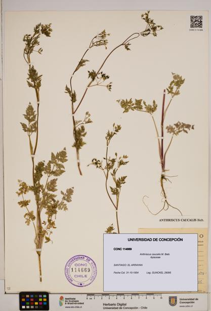 Anthriscus caucalis [Espécimen: ]