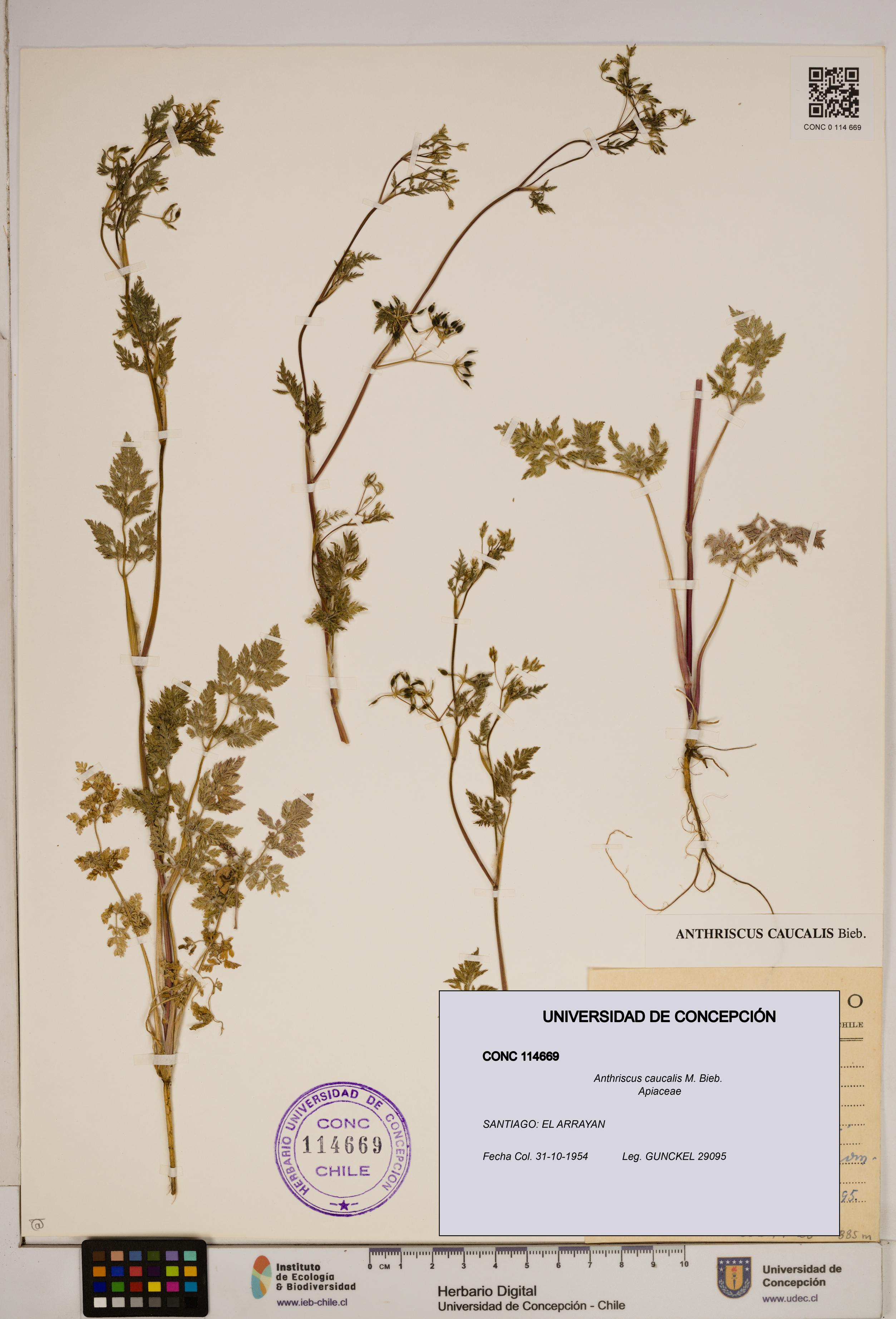 Anthriscus caucalis [Espécimen: ]