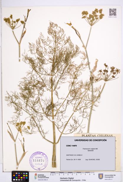 Foeniculum vulgare [Espécimen: ]