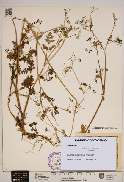 Anthriscus caucalis [Espécimen: ]