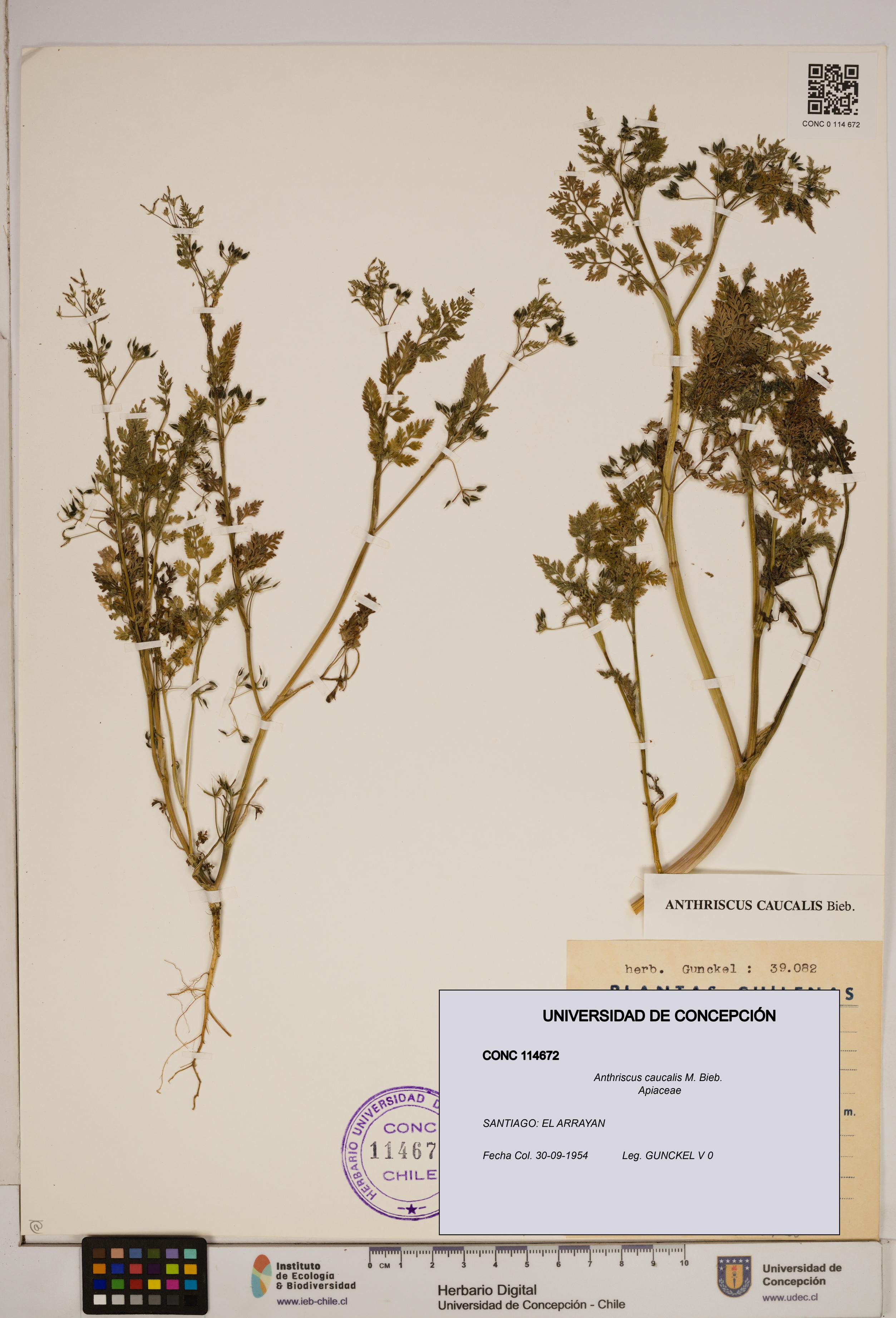 Anthriscus caucalis [Espécimen: ]