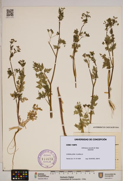 Anthriscus caucalis [Espécimen: ]