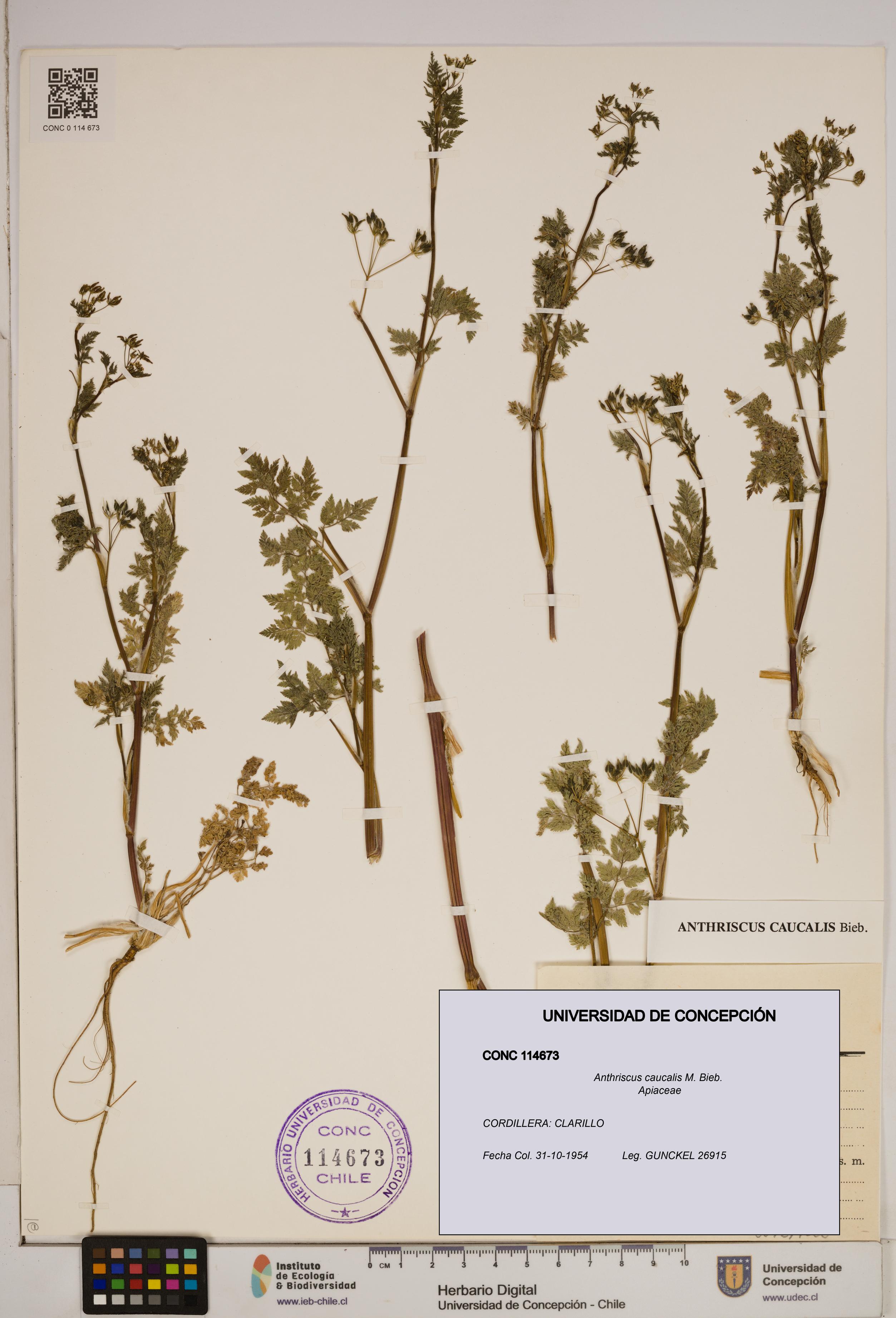 Anthriscus caucalis [Espécimen: ]