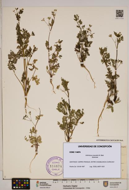 Anthriscus caucalis [Espécimen: ]