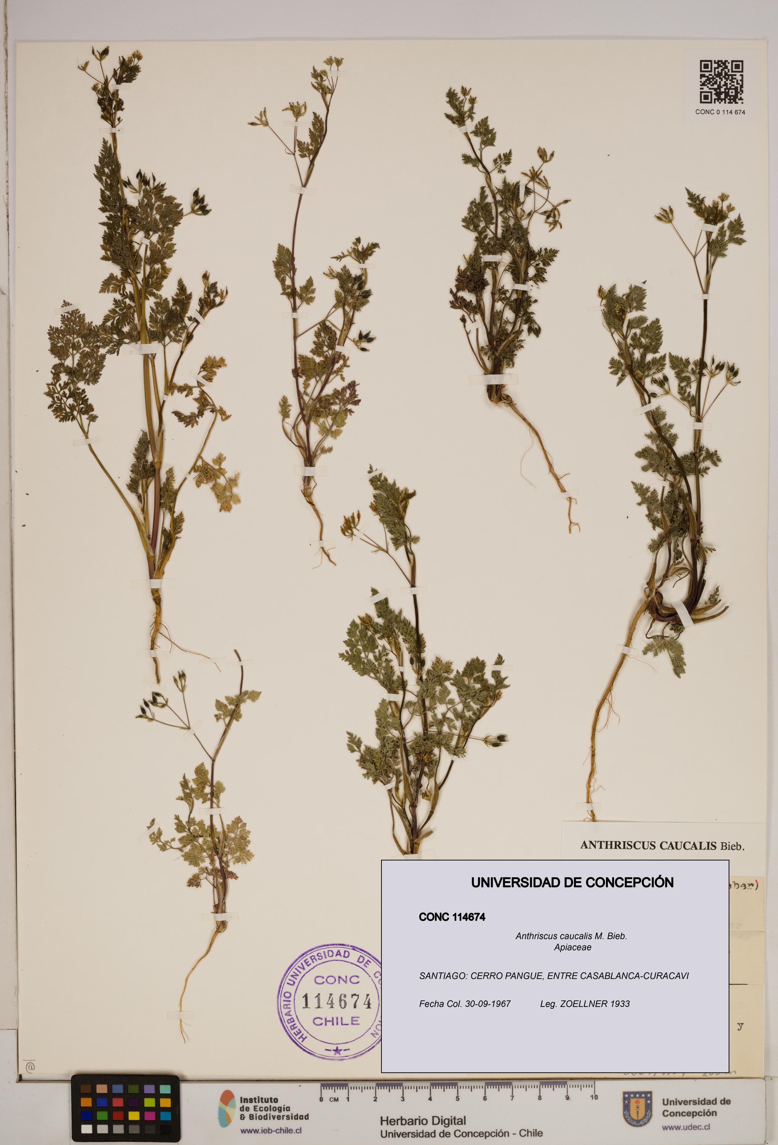 Anthriscus caucalis [Espécimen: ]