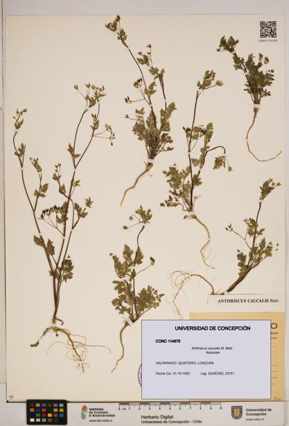 Anthriscus caucalis [Espécimen: ]
