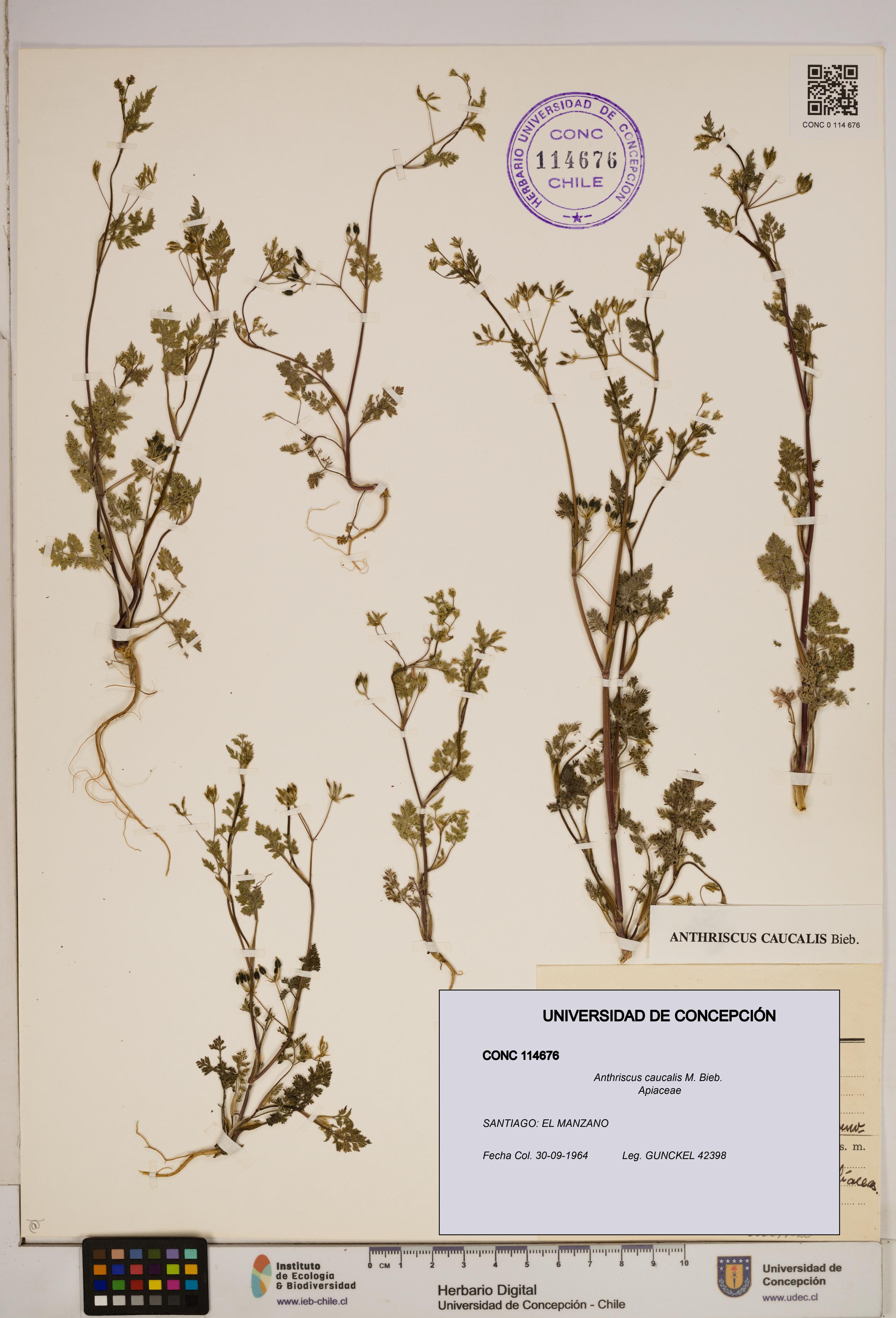 Anthriscus caucalis [Espécimen: ]