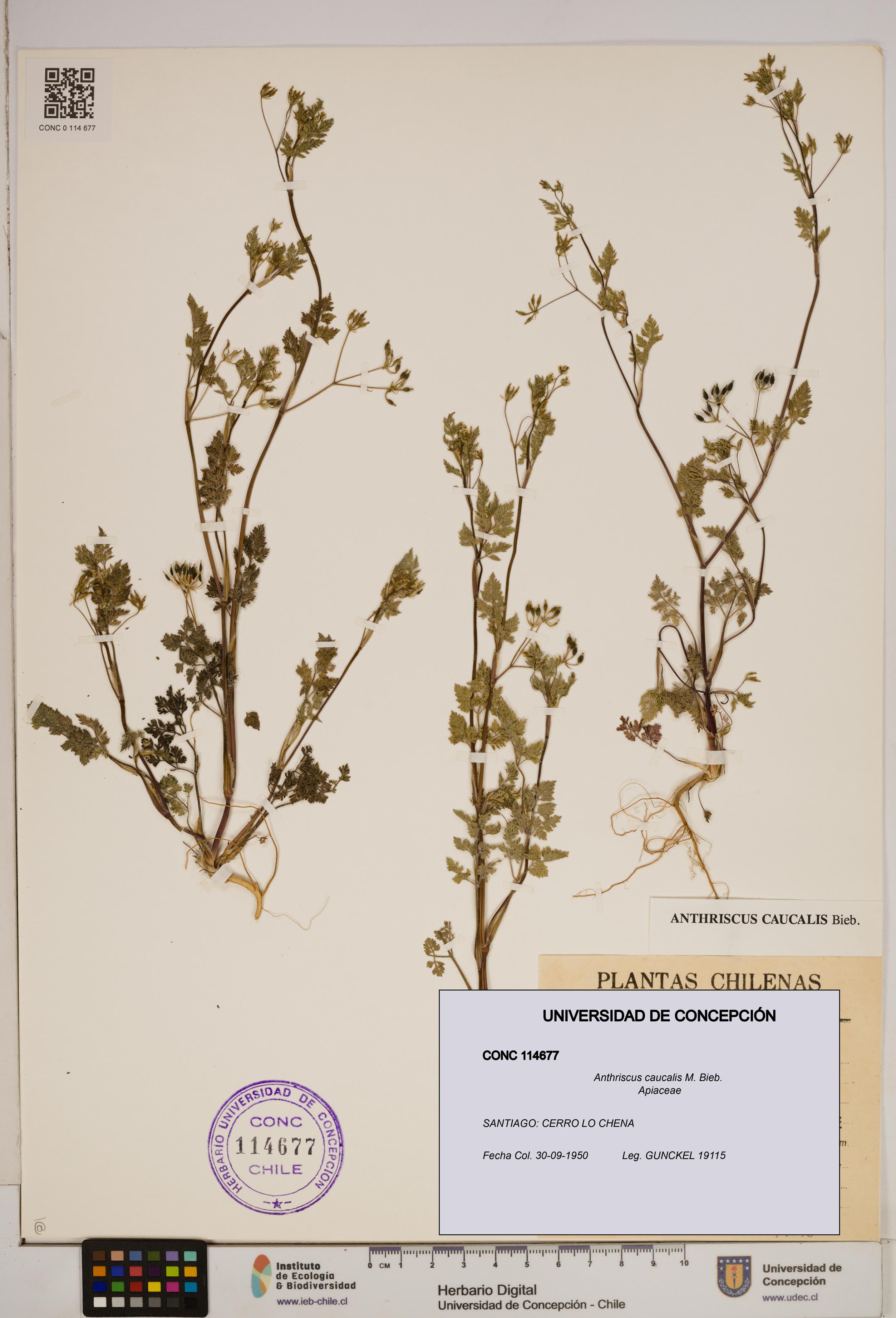 Anthriscus caucalis [Espécimen: ]