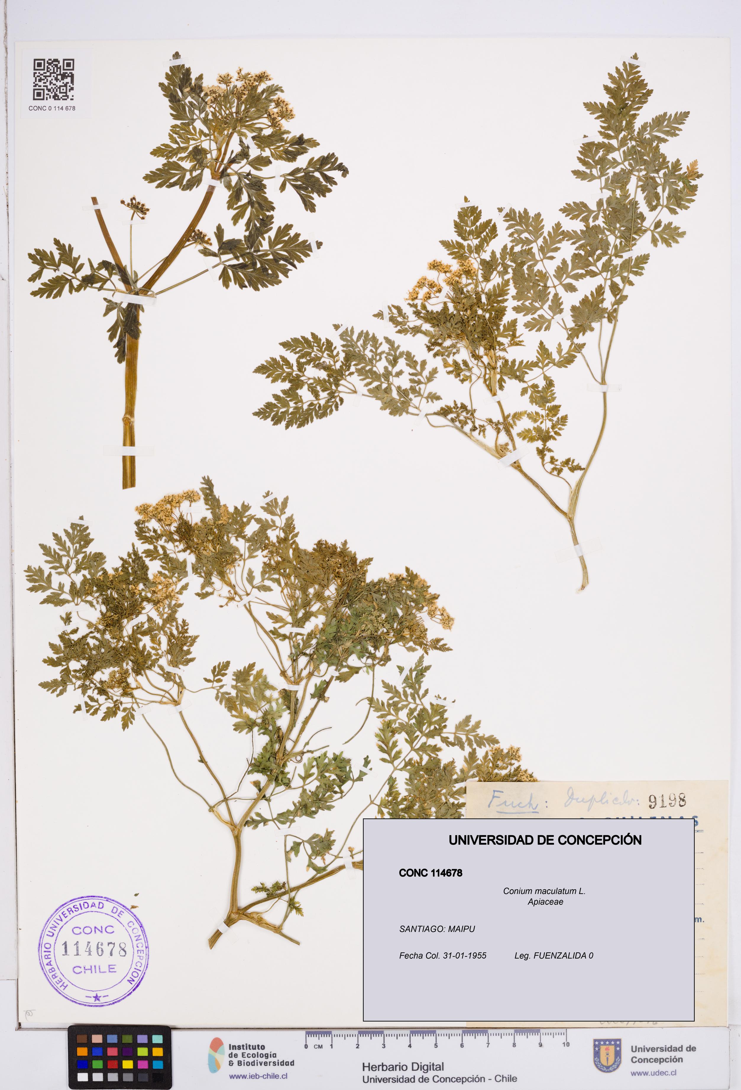 Conium maculatum [Espécimen: ]