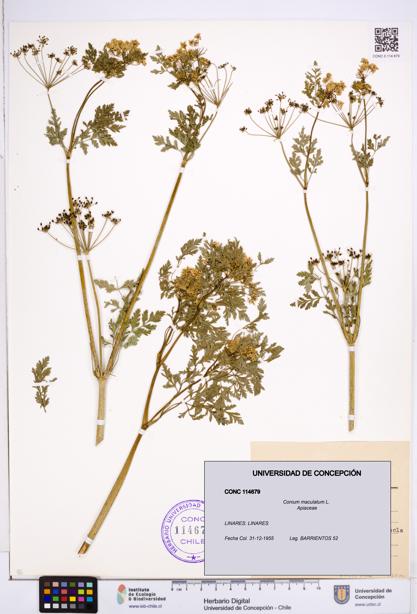 Conium maculatum [Espécimen: ]