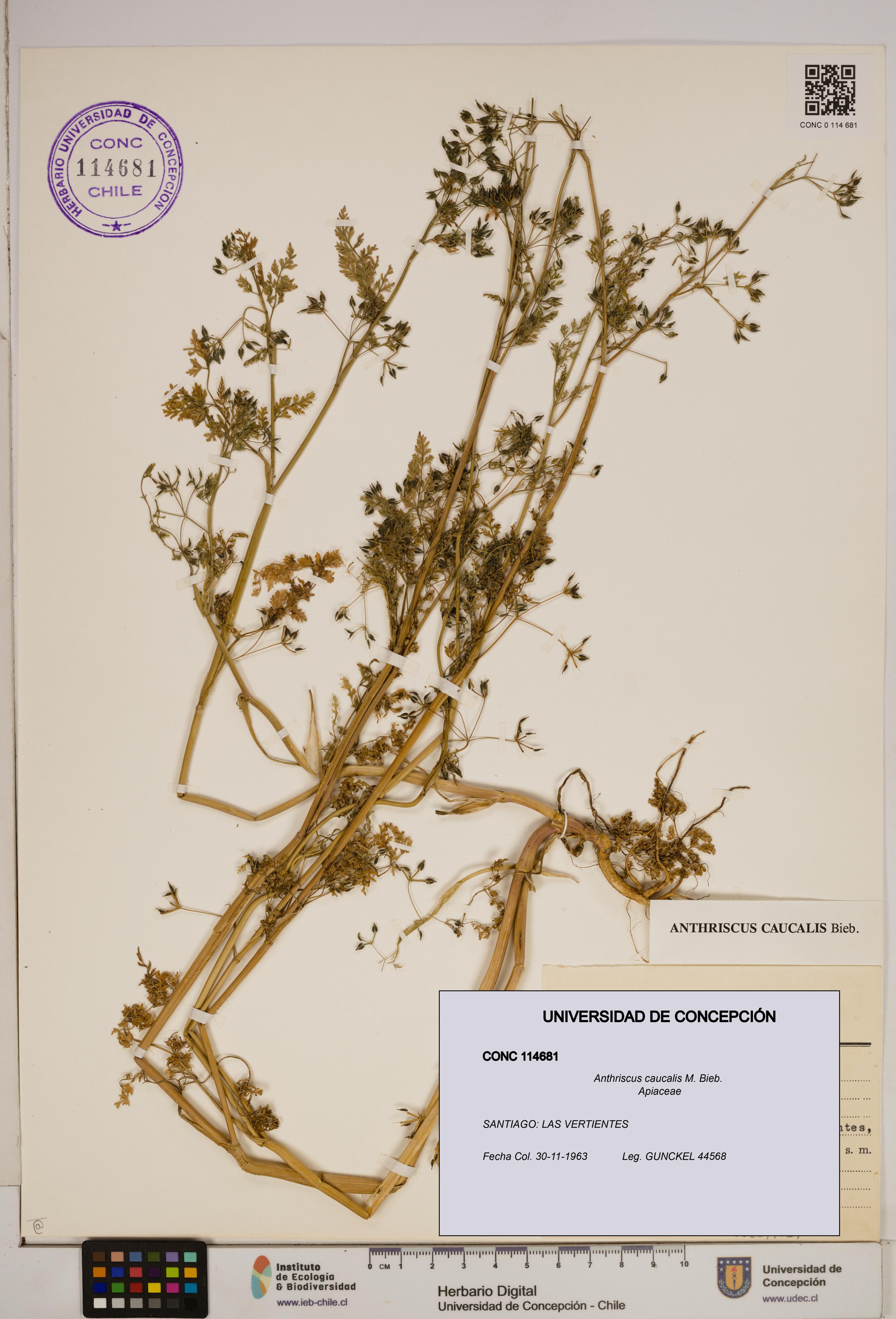 Anthriscus caucalis [Espécimen: ]