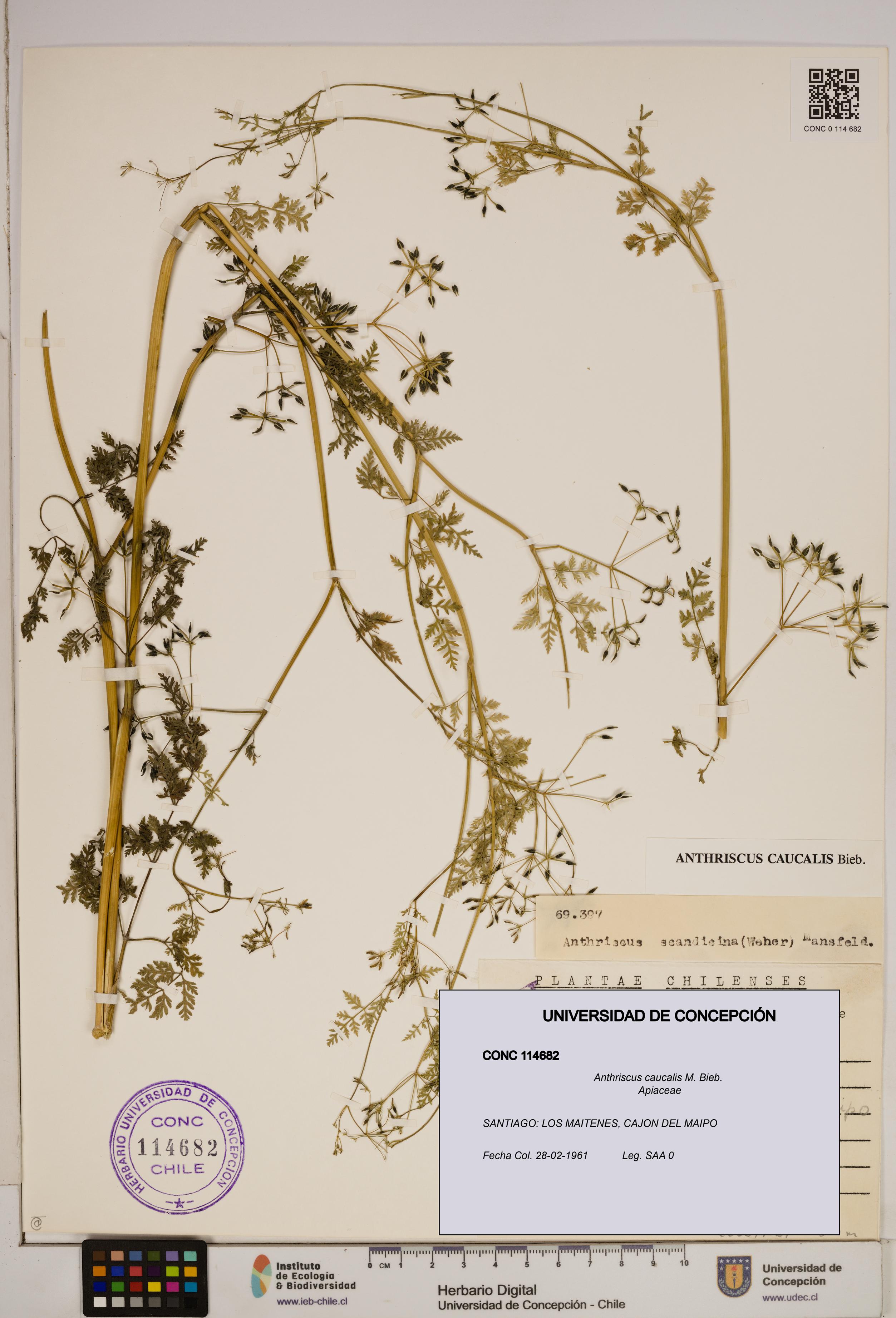Anthriscus caucalis [Espécimen: ]