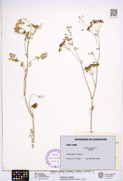 Conium maculatum [Espécimen: ]