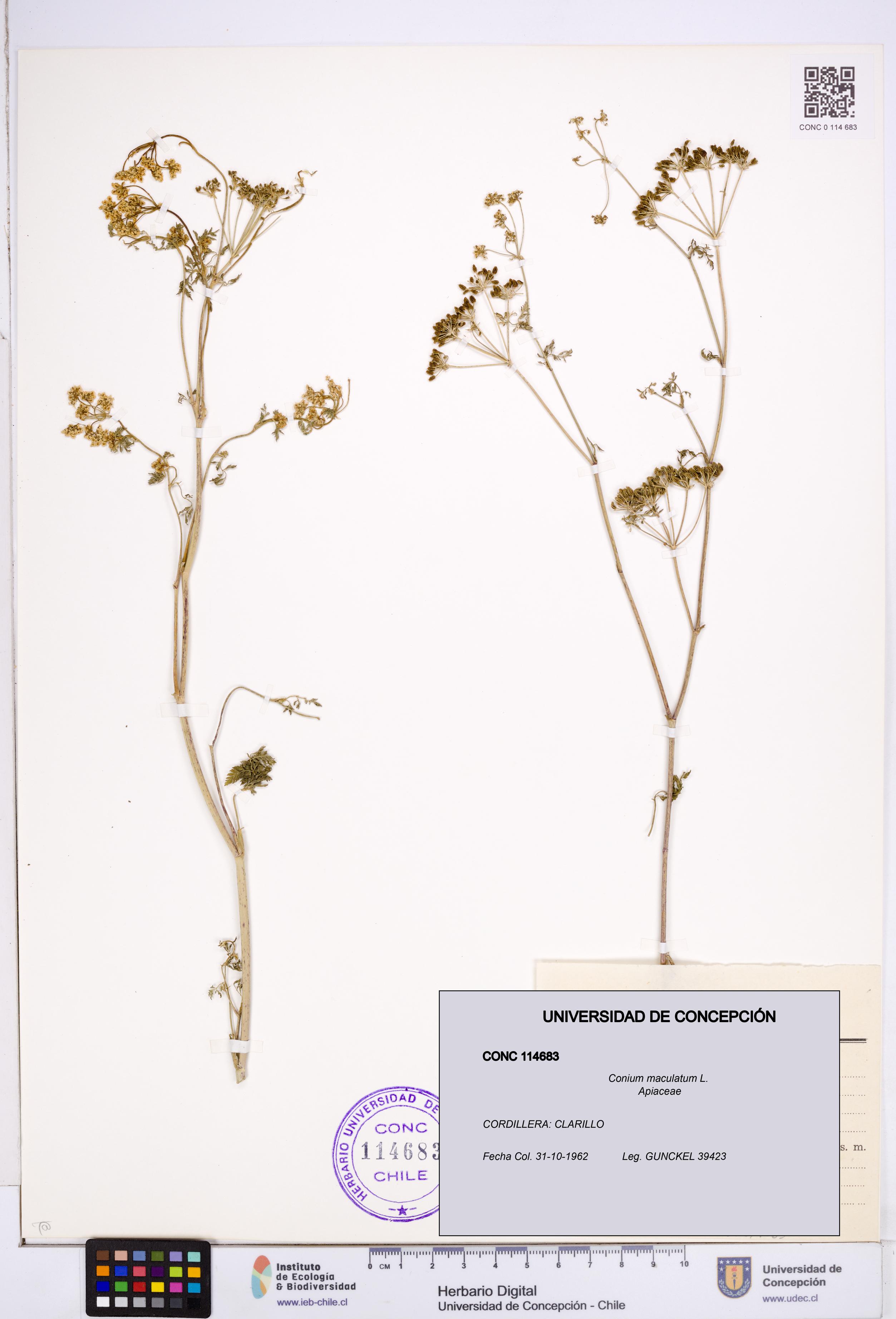 Conium maculatum [Espécimen: ]