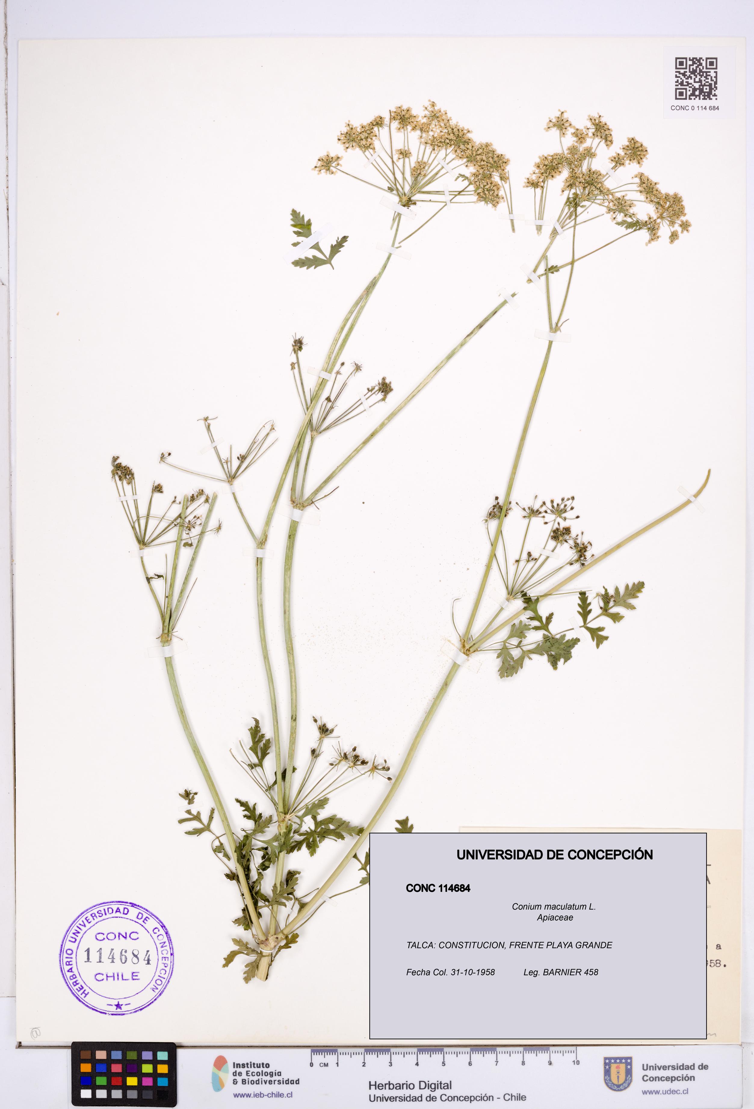 Conium maculatum [Espécimen: ]