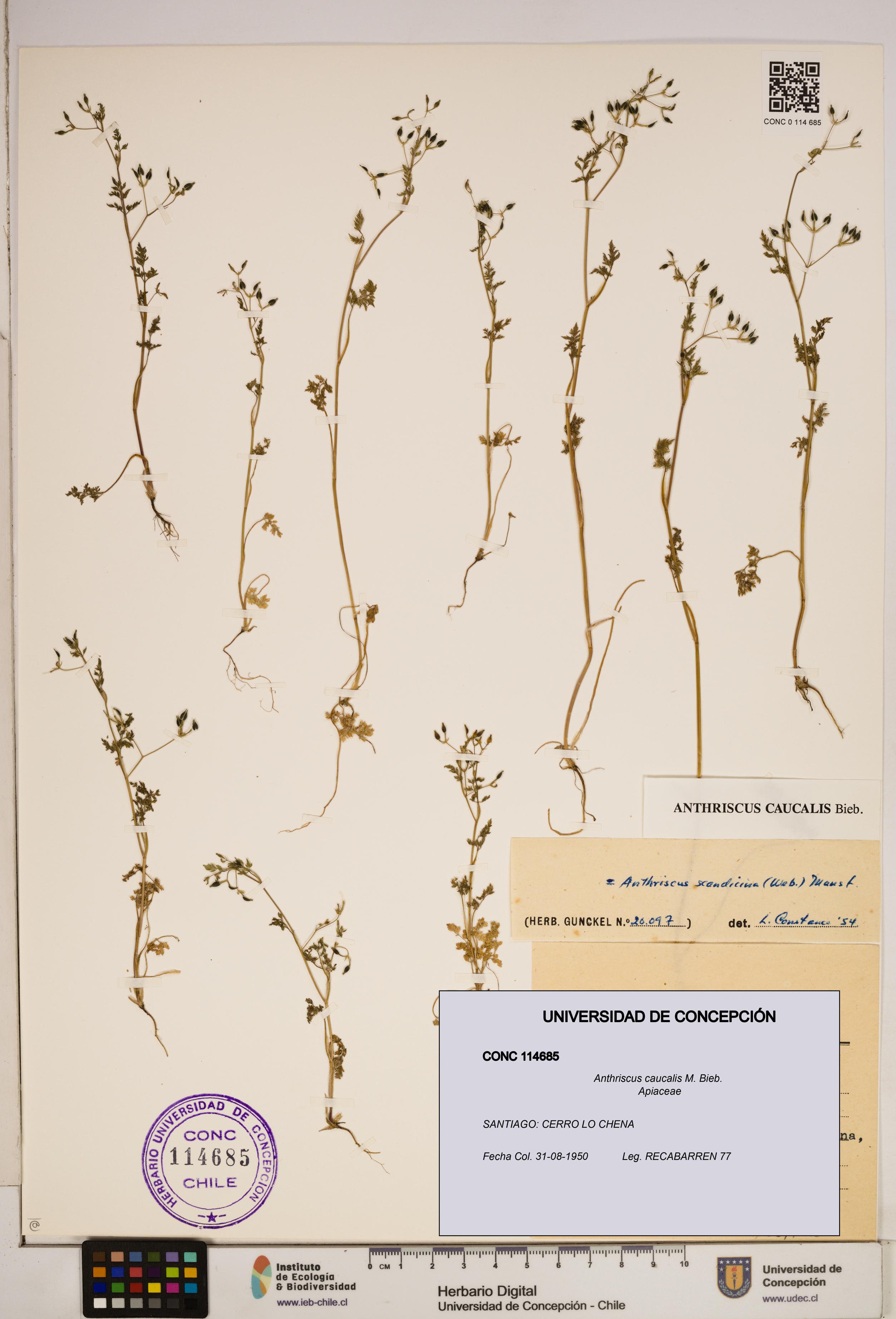 Anthriscus caucalis [Espécimen: ]