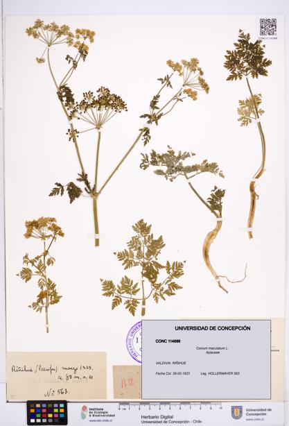 Conium maculatum [Espécimen: ]