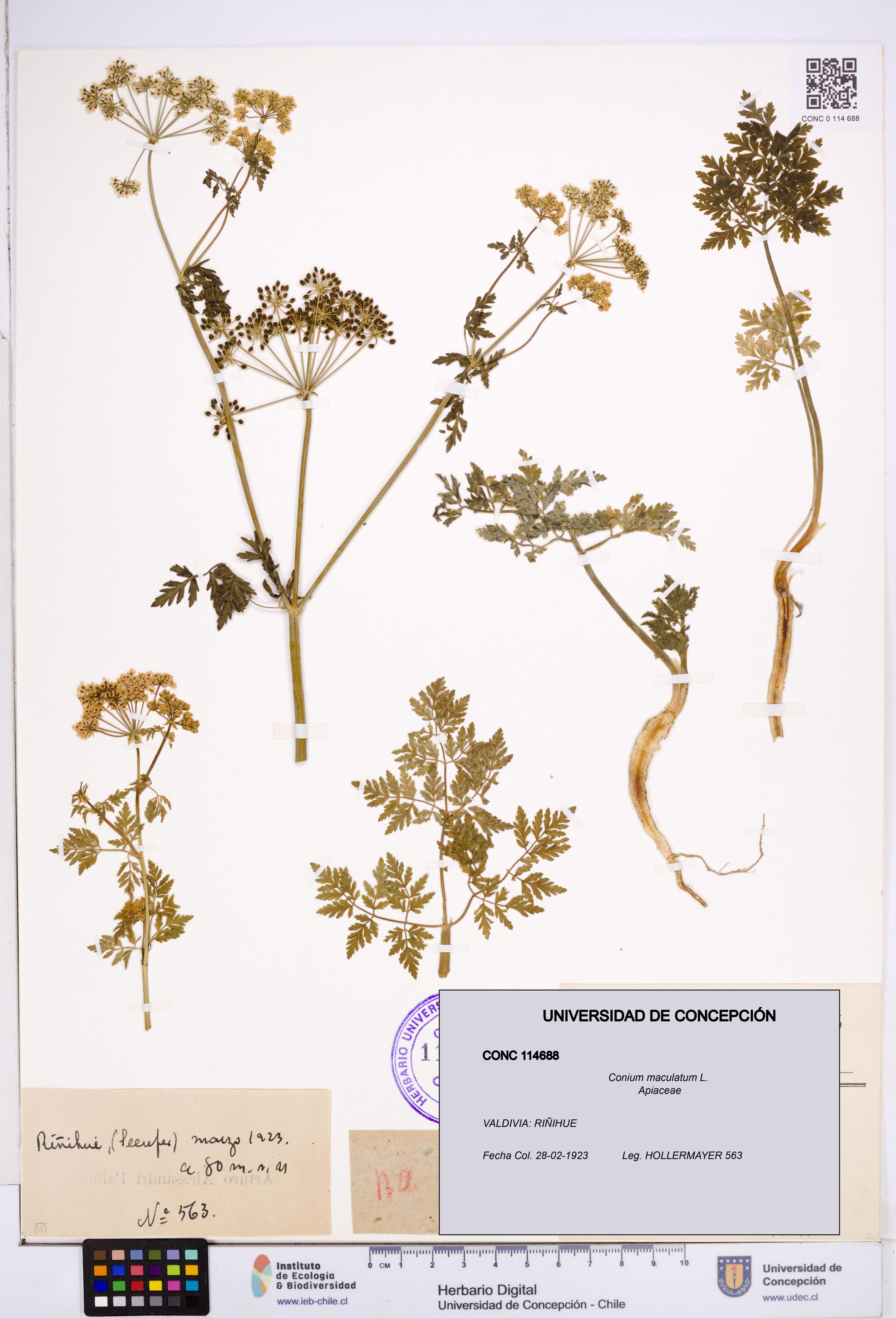 Conium maculatum [Espécimen: ]