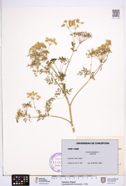 Conium maculatum [Espécimen: ]