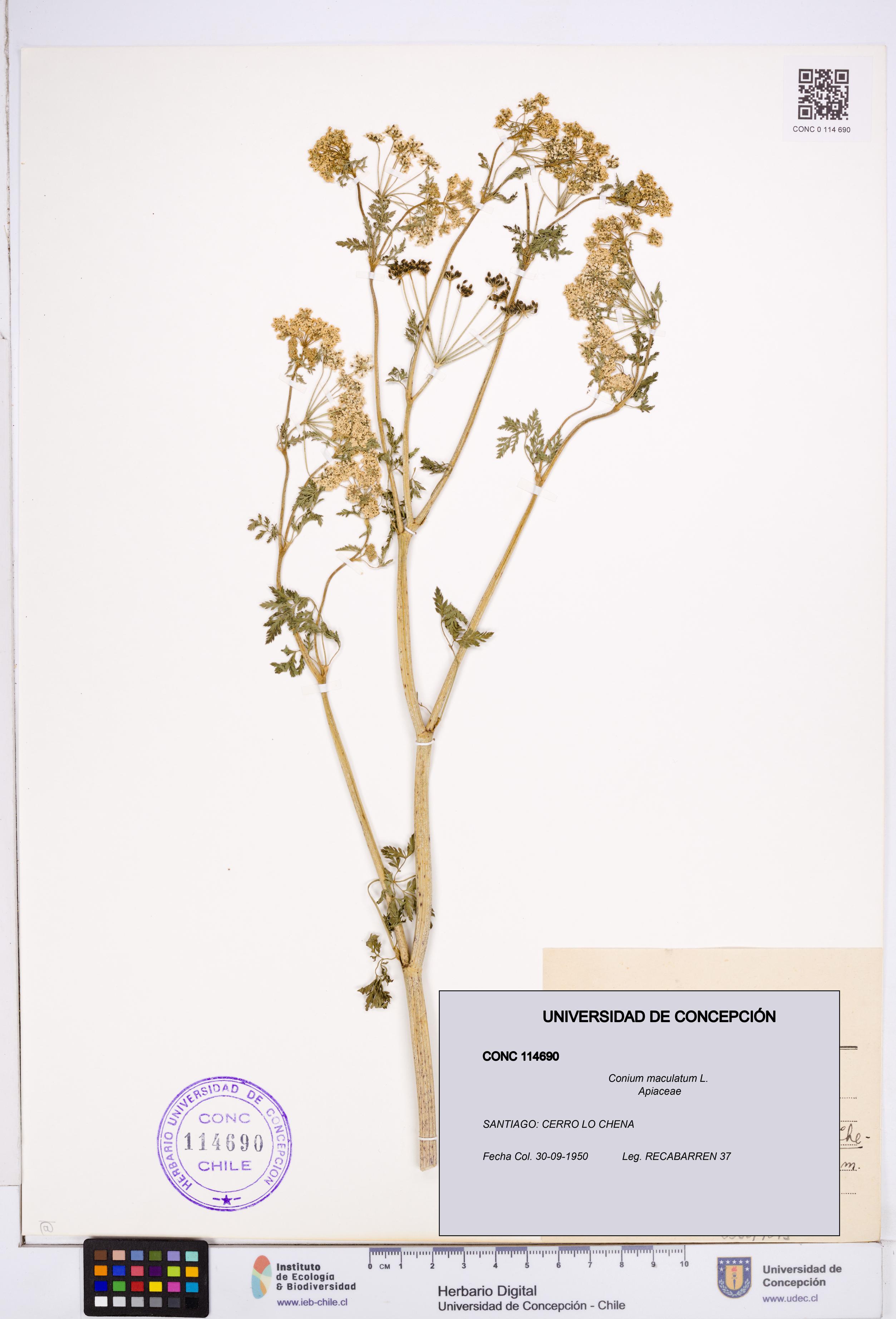 Conium maculatum [Espécimen: ]