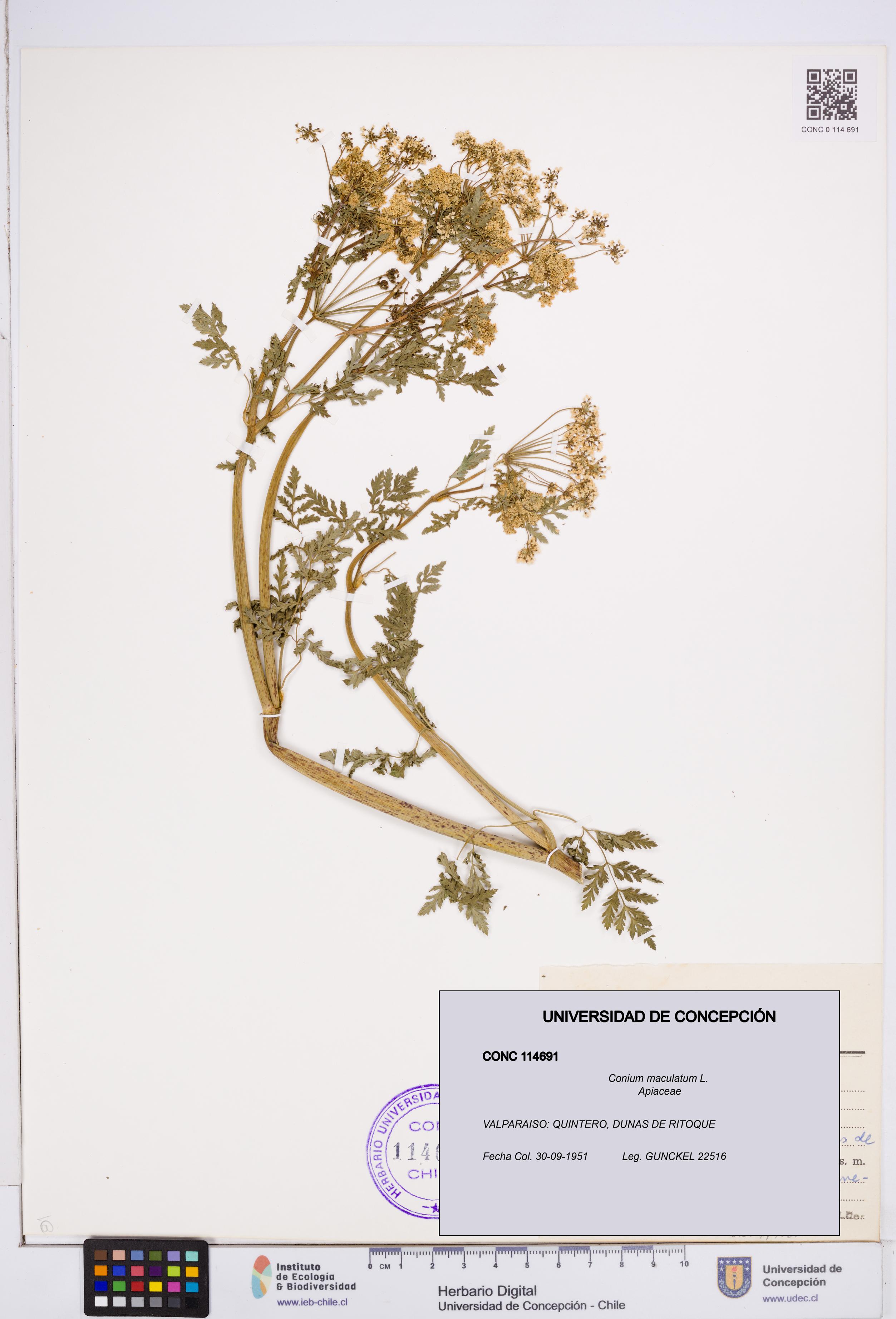 Conium maculatum [Espécimen: ]