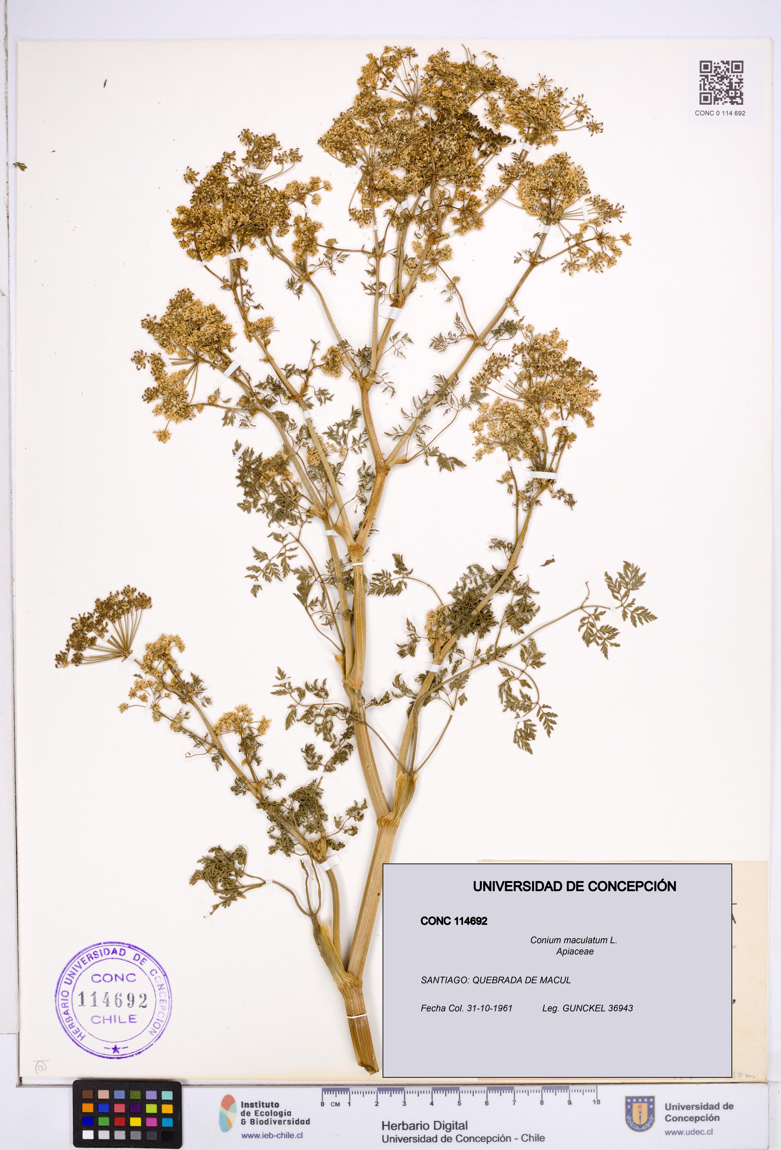 Conium maculatum [Espécimen: ]