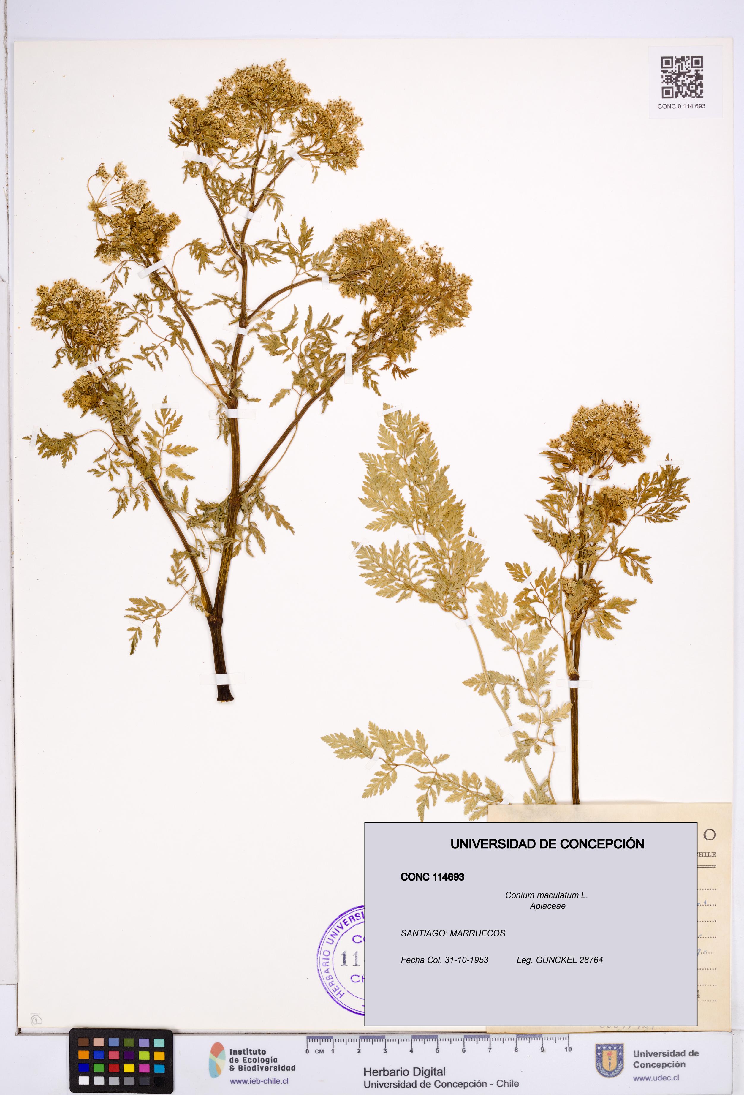 Conium maculatum [Espécimen: ]