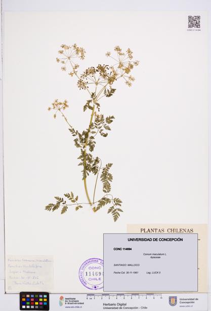 Conium maculatum [Espécimen: ]