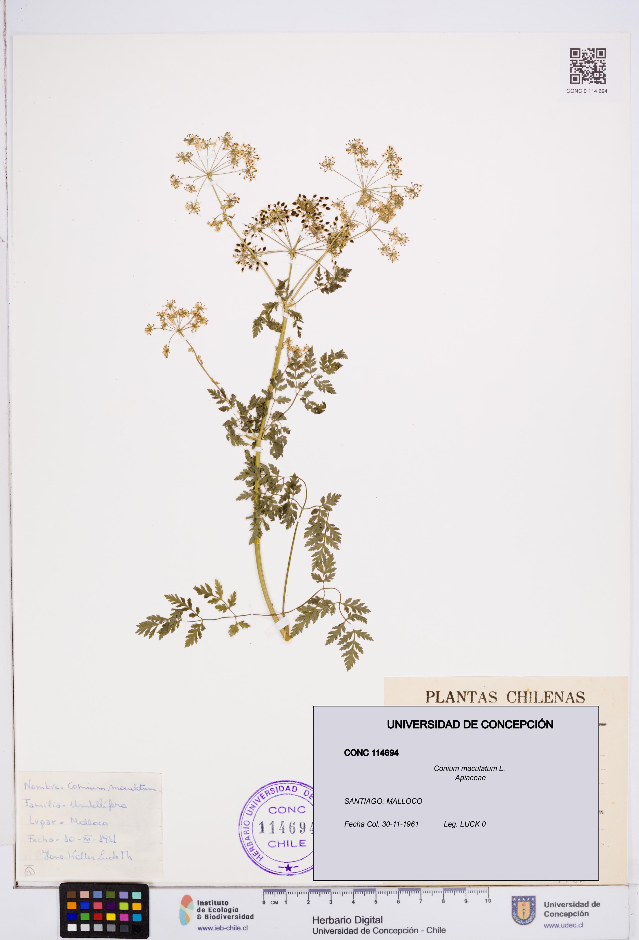 Conium maculatum [Espécimen: ]