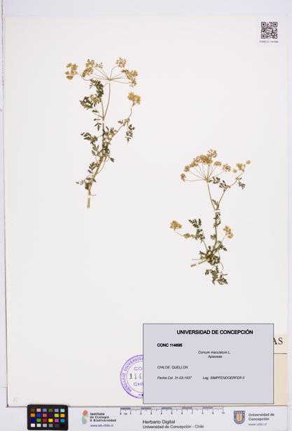 Conium maculatum [Espécimen: ]