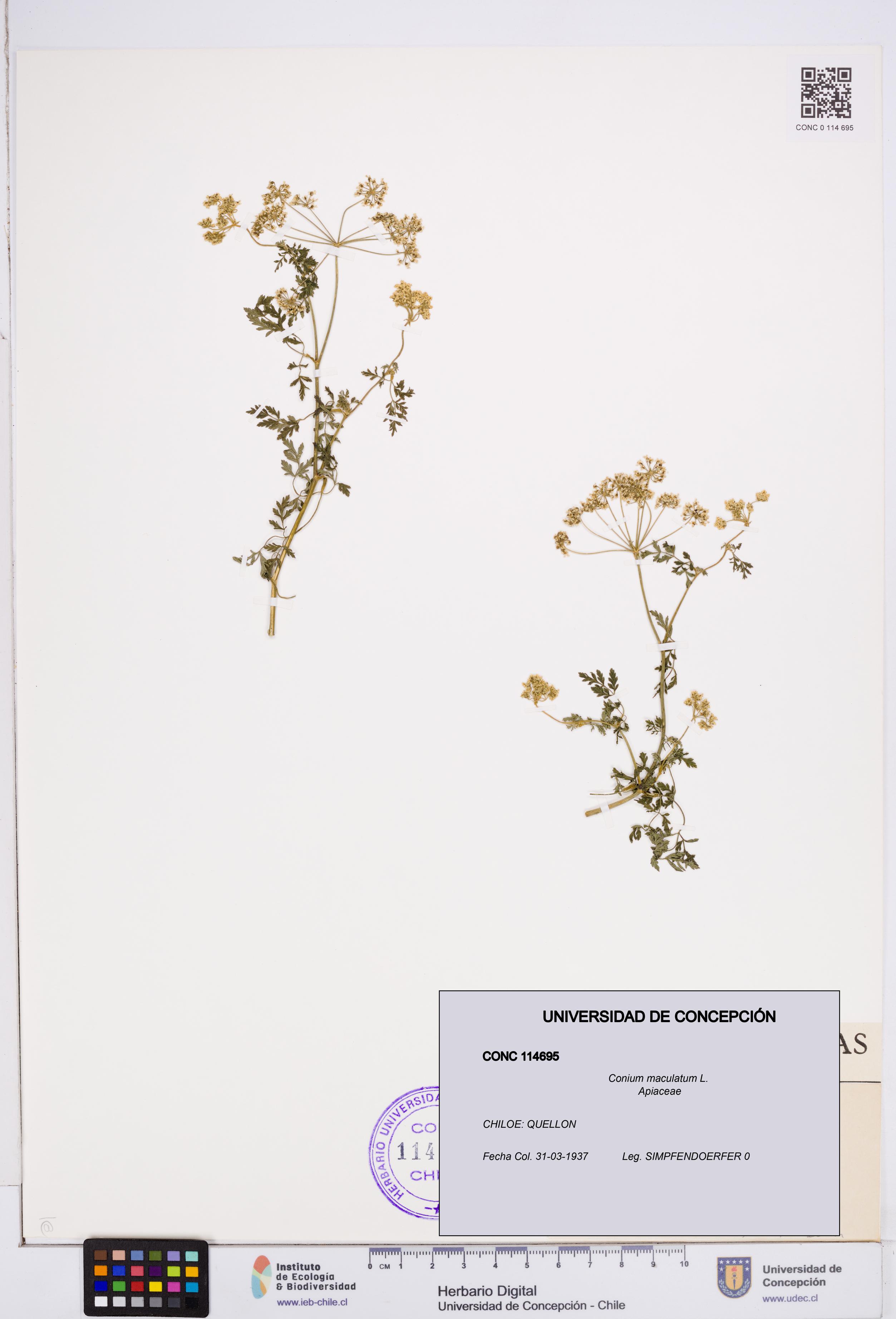 Conium maculatum [Espécimen: ]