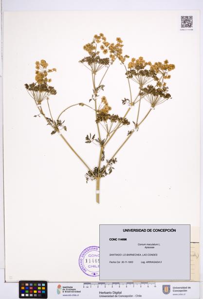 Conium maculatum [Espécimen: ]
