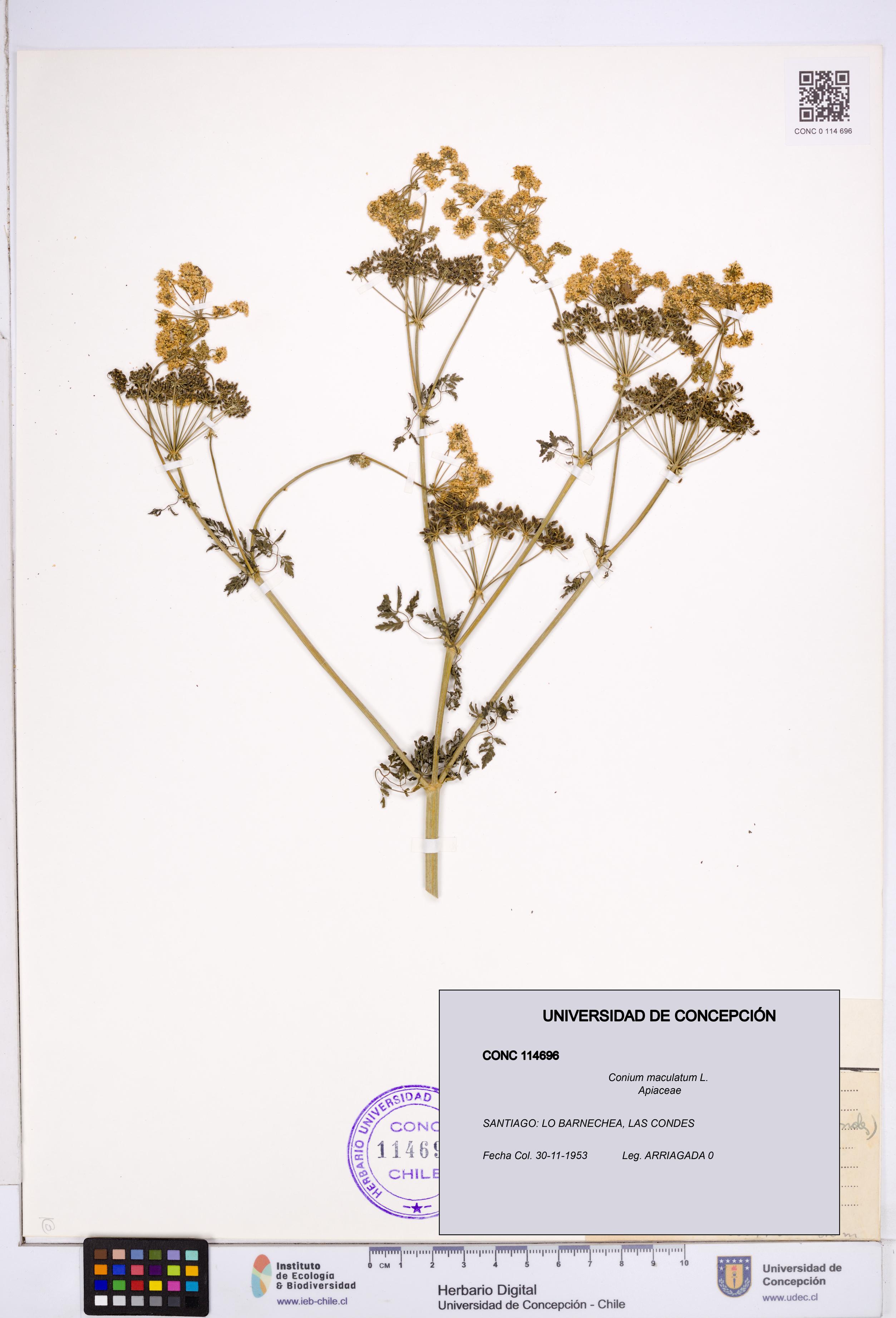 Conium maculatum [Espécimen: ]