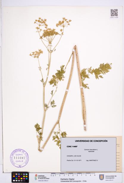 Conium maculatum [Espécimen: ]