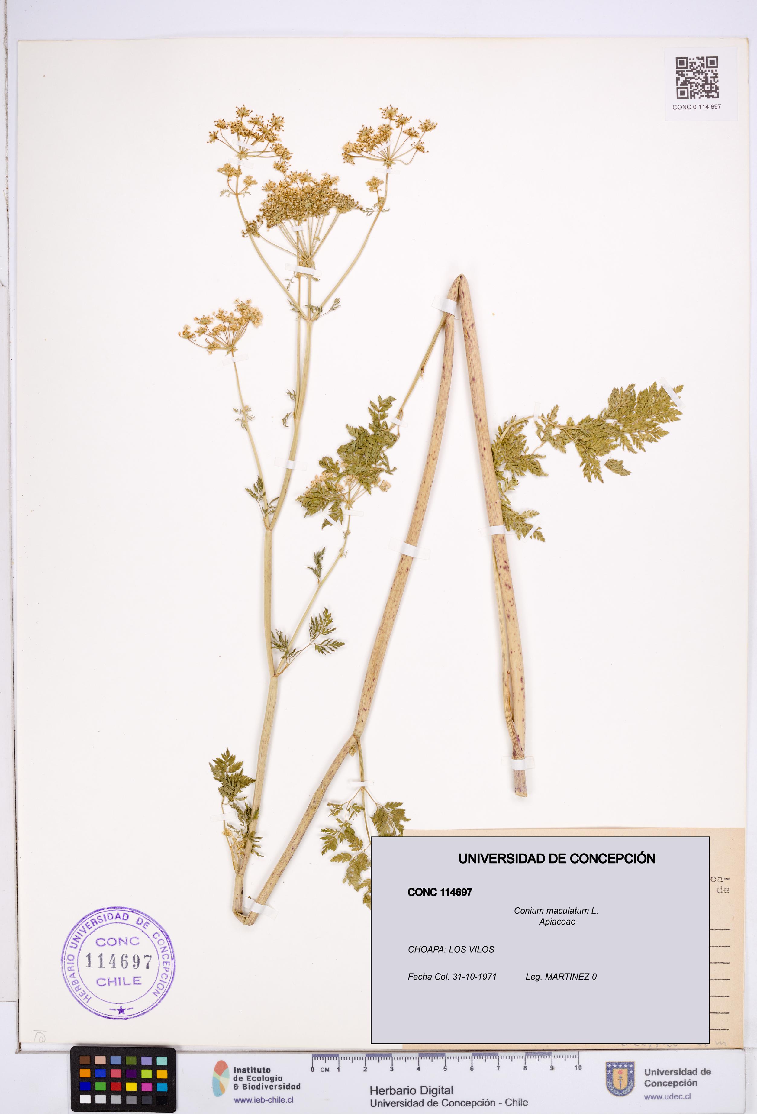 Conium maculatum [Espécimen: ]