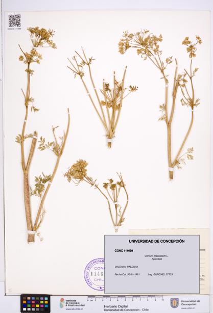 Conium maculatum [Espécimen: ]