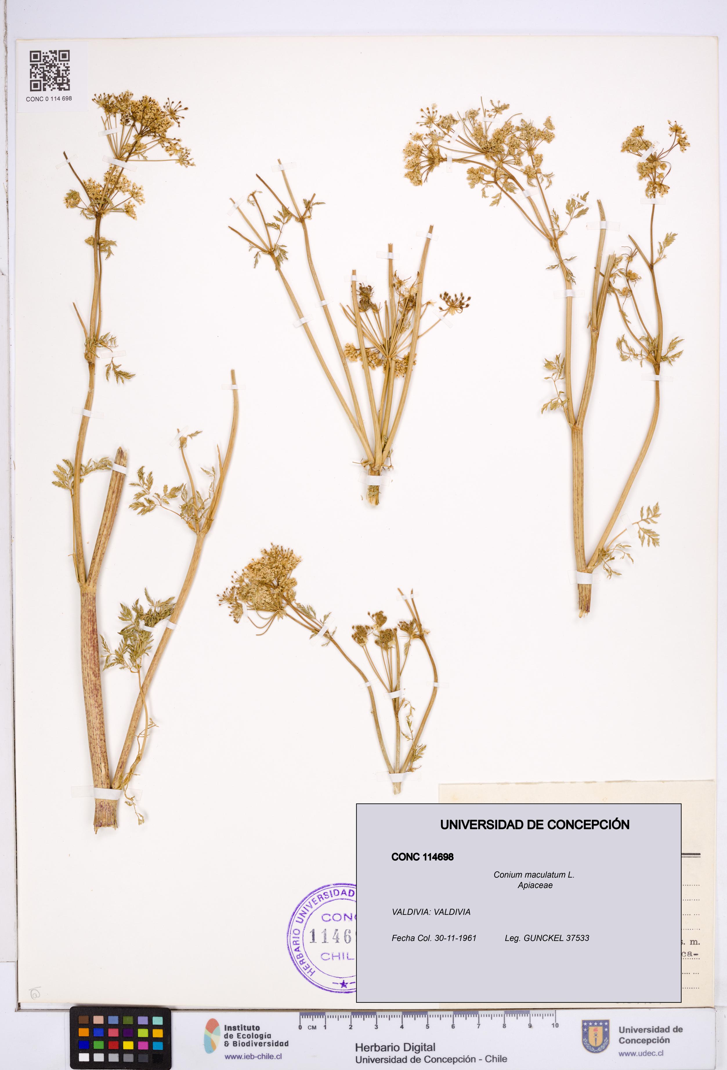 Conium maculatum [Espécimen: ]