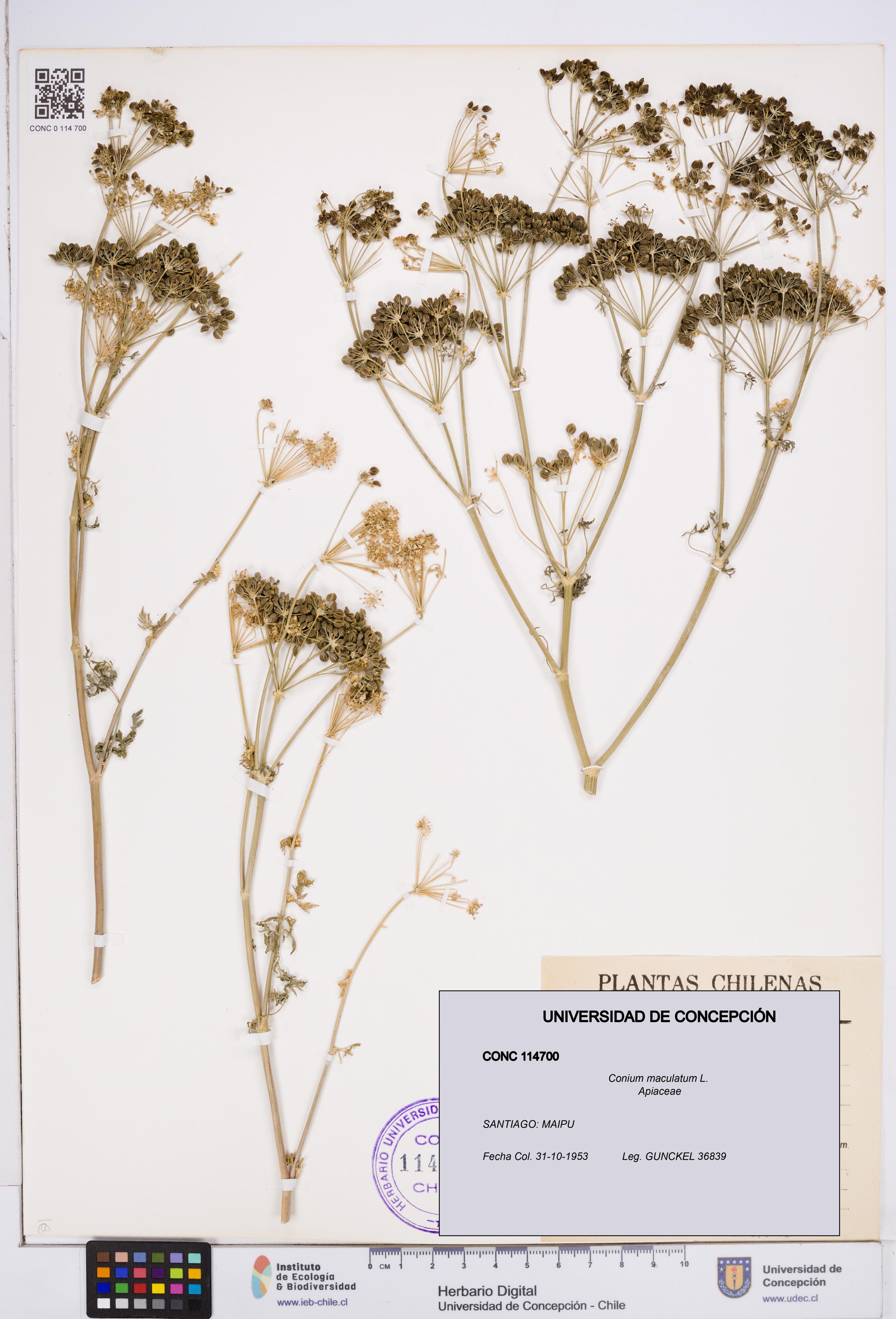 Conium maculatum [Espécimen: ]