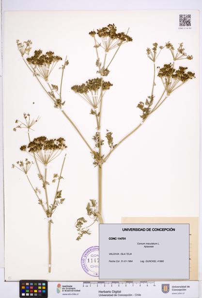 Conium maculatum [Espécimen: ]