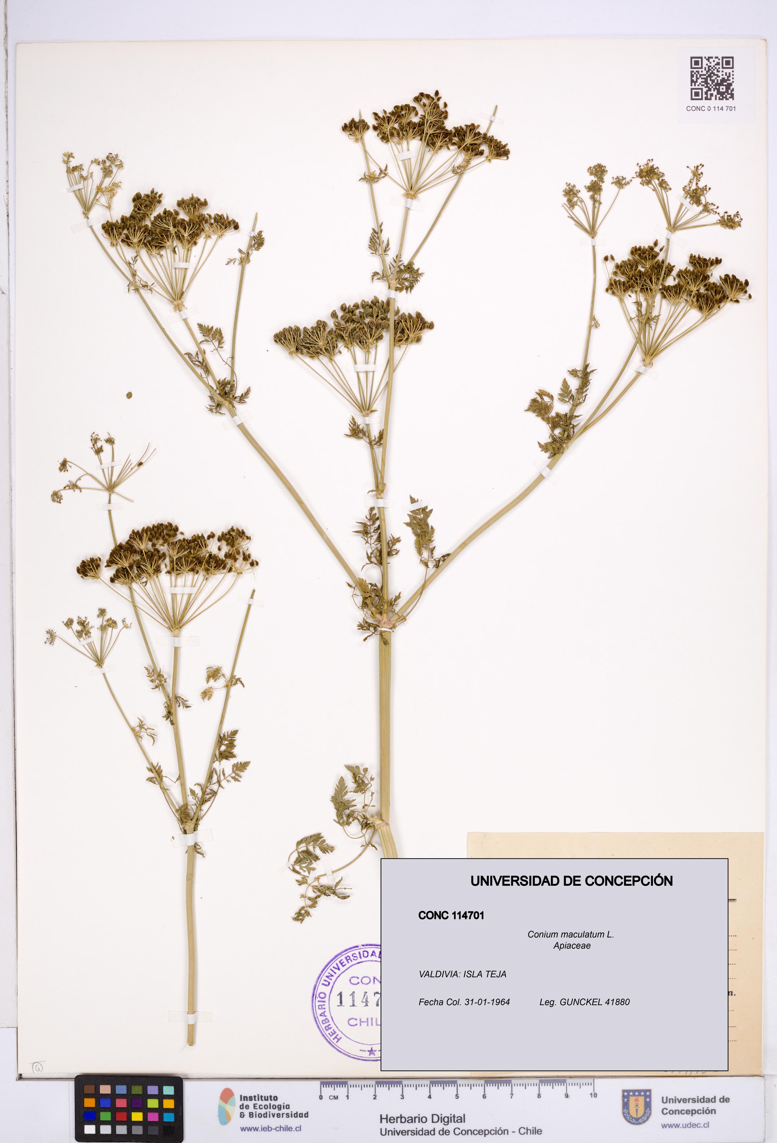 Conium maculatum [Espécimen: ]