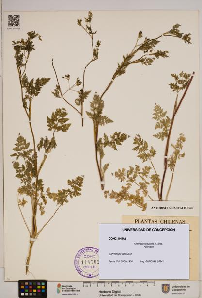 Anthriscus caucalis [Espécimen: ]