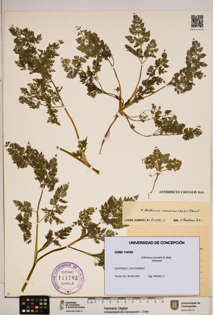 Anthriscus caucalis [Espécimen: ]
