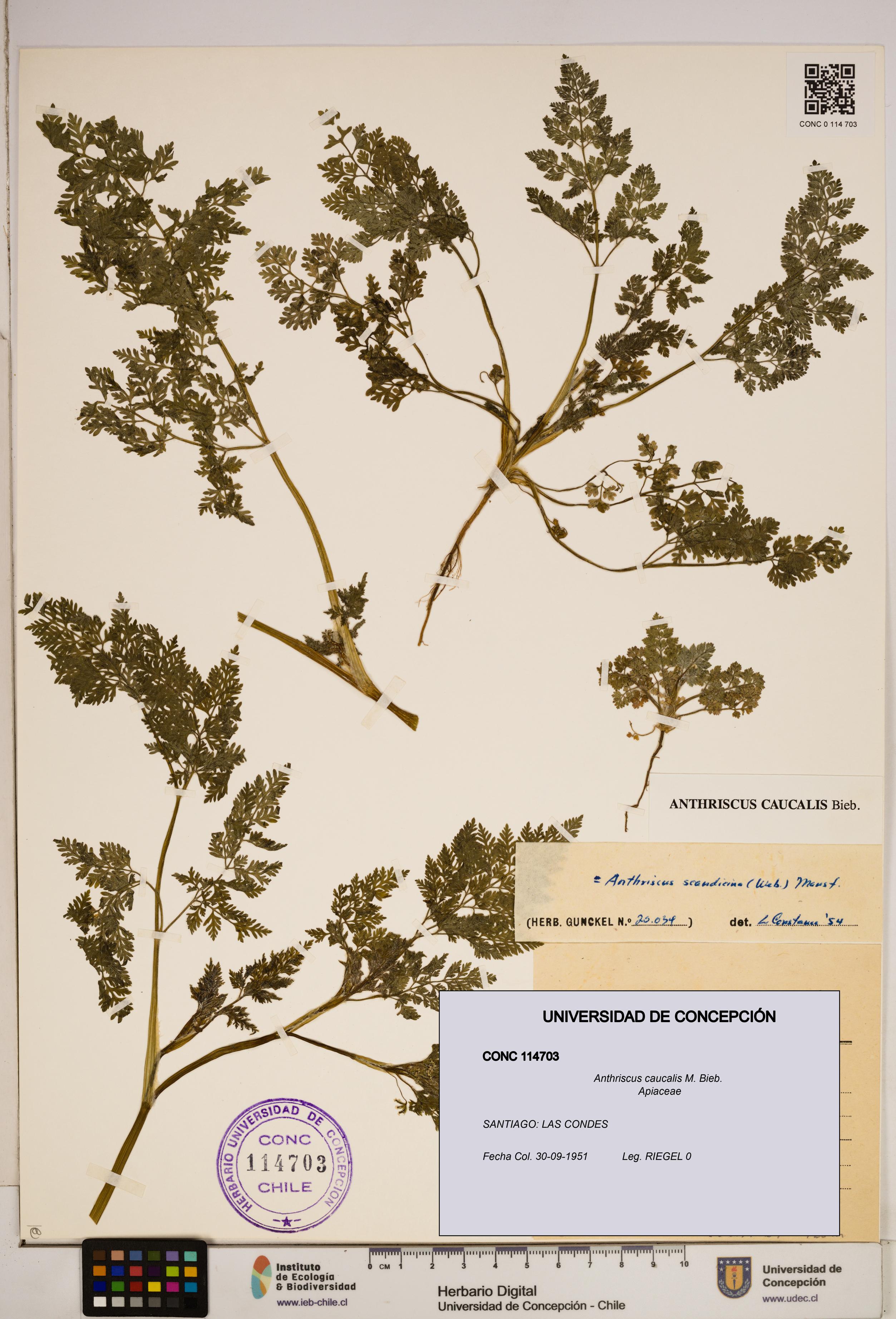 Anthriscus caucalis [Espécimen: ]