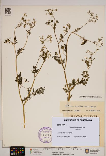 Anthriscus caucalis [Espécimen: ]