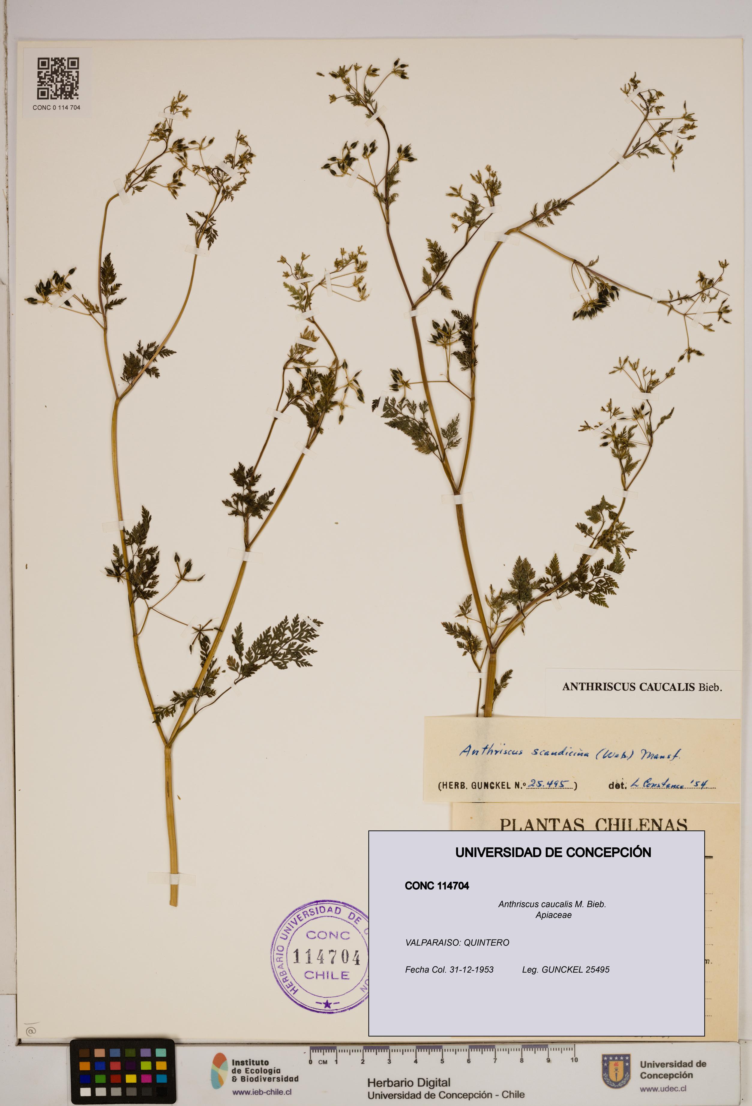 Anthriscus caucalis [Espécimen: ]