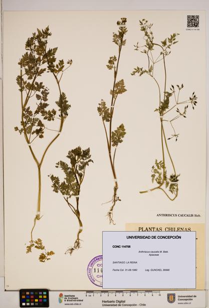 Anthriscus caucalis [Espécimen: ]