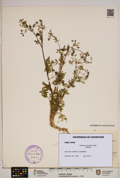 Anthriscus caucalis [Espécimen: ]
