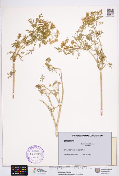Conium maculatum [Espécimen: ]