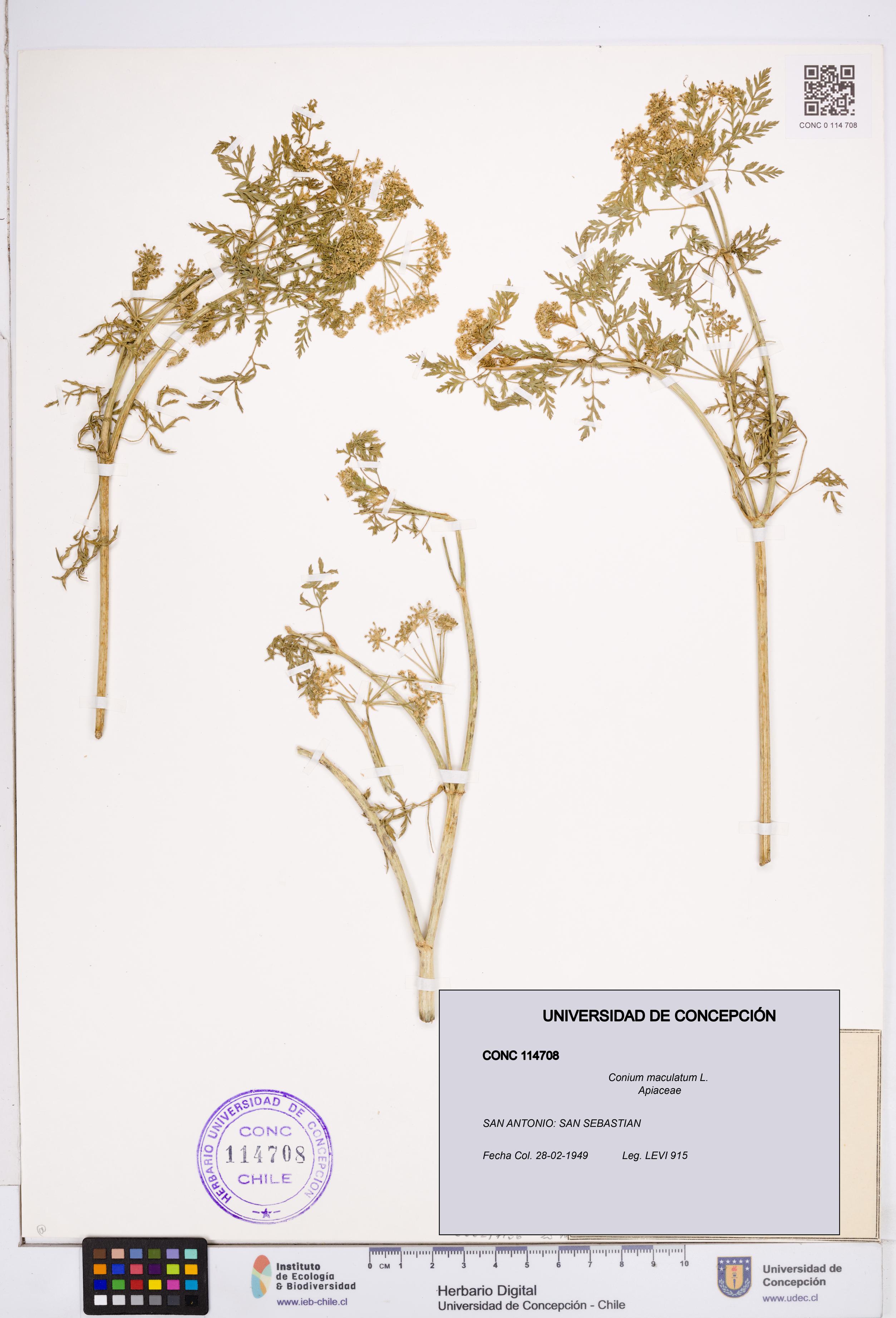 Conium maculatum [Espécimen: ]