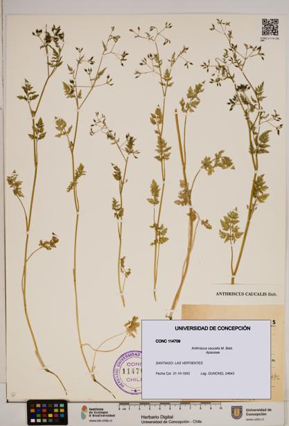 Anthriscus caucalis [Espécimen: ]
